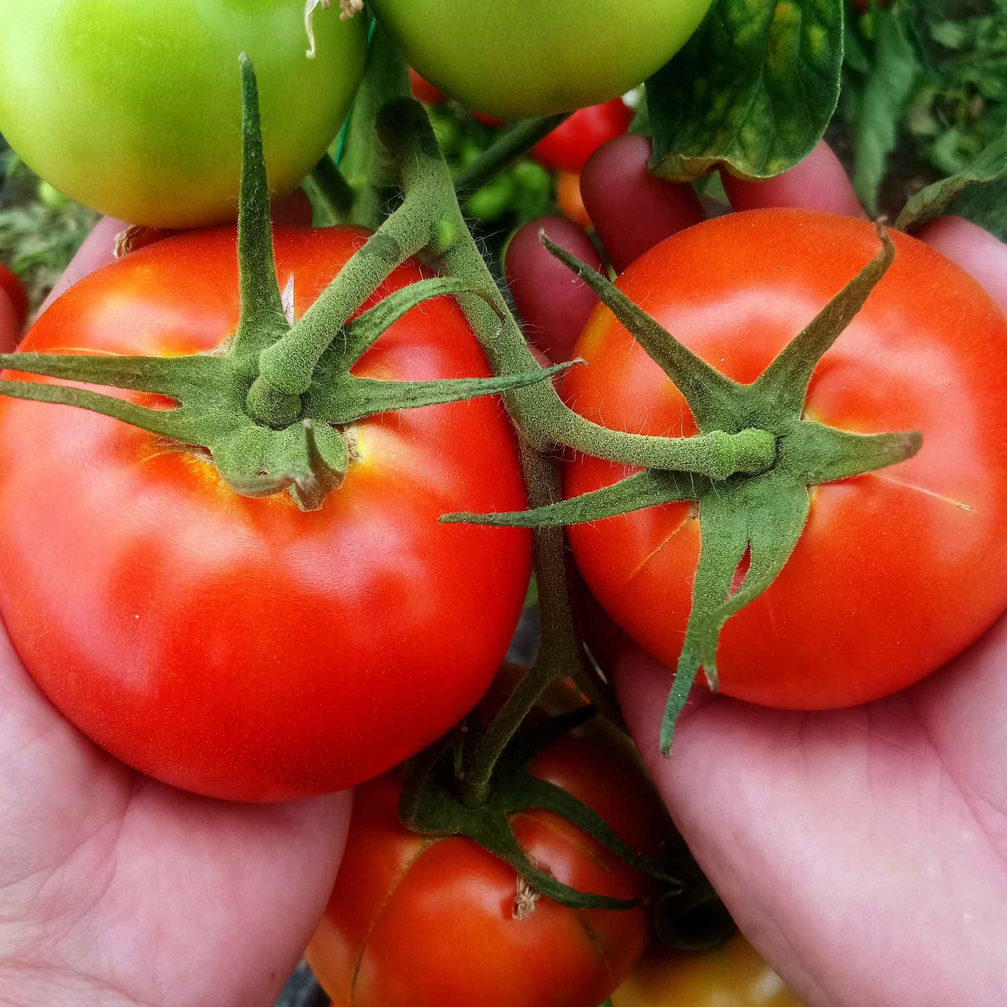A ripe red Bonny Best tomato with a green stem and leaves.