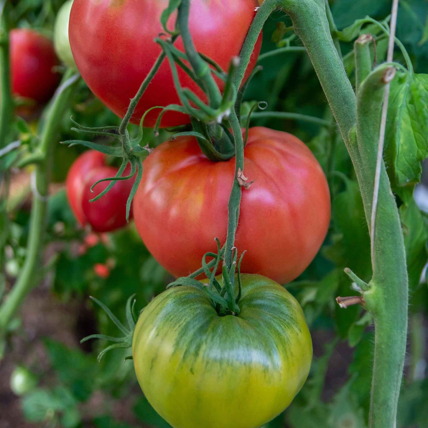 A Bradley tomato with green leaves, hanging on a vine with a ripe and unripe tomato.