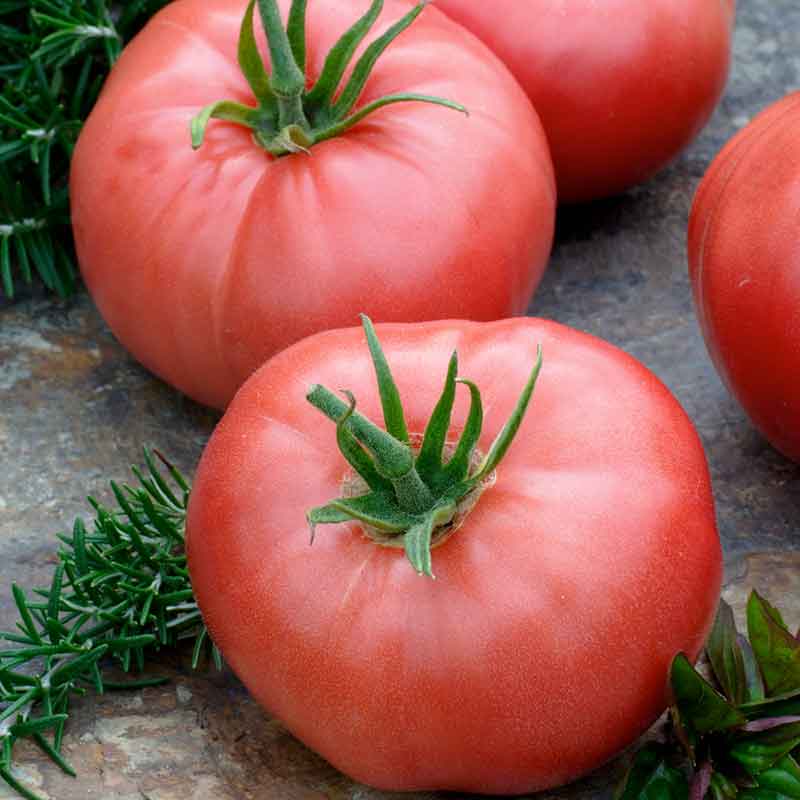 A group of pink Brandywine tomatoes with green stem, ripe and ready for harvest. | copyright: Floramedia UK Ltd