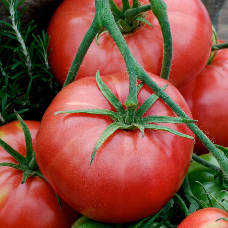 A ripe, red Brandywine tomato with green leaves on the vine. | copyright: Floramedia UK Ltd