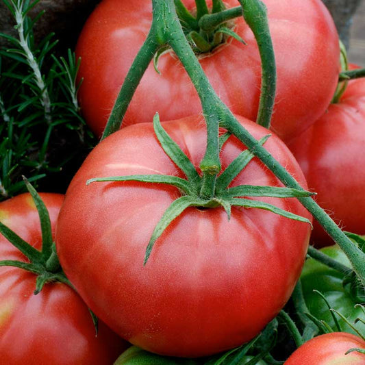 A ripe, red Brandywine tomato with green leaves on the vine. | copyright: Floramedia UK Ltd
