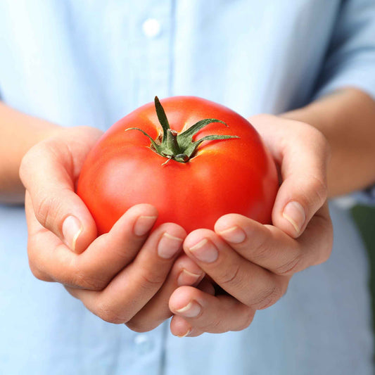 A ripe, red Burpese's Big Boy tomato with green leaves being held.