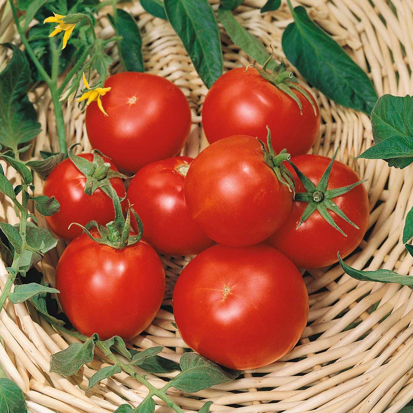 A group red Celebrity Plus tomatoes with a green stem in a basket.