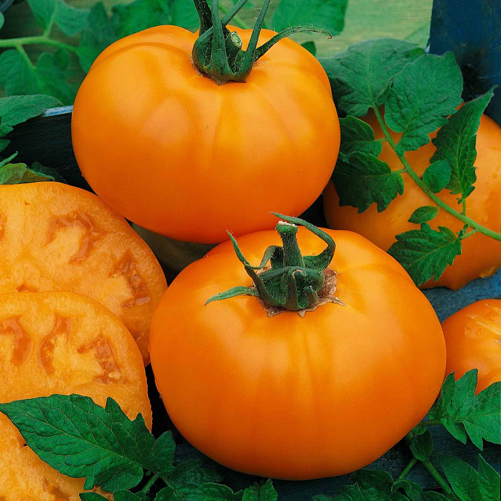 An orange tomato sliced with whole Chef's Choice Orange tomatoes with green leaves in the background.