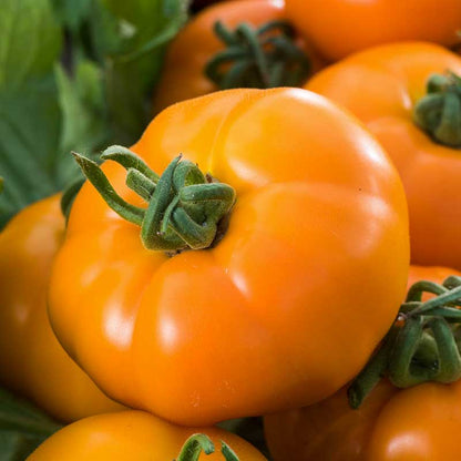 An orange tomato with a green stem and leaves. | copyright: Floramedia UK Ltd