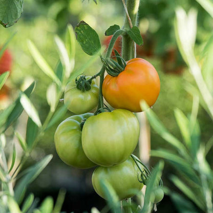 A ripe, orange tomato with a green stem still attached, nestled among green leaves. | copyright: Floramedia UK Ltd