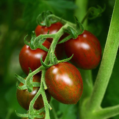 A cluster of small, round chocolate sprinkles tomatoes with dark reddish-brown skin and green stems.
