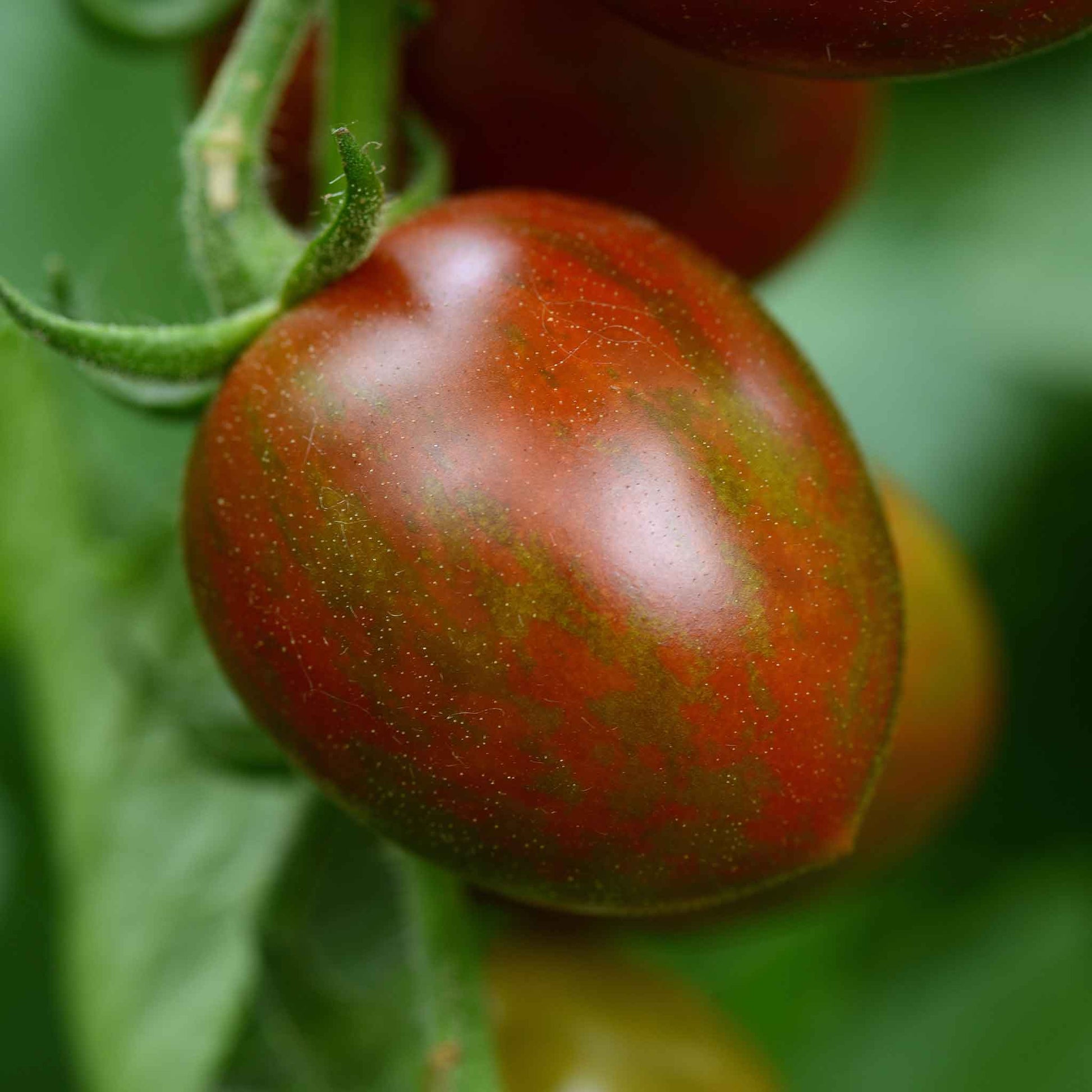 A close-up shot of a cluster of ripe, dark brown chocolate sprinkles tomatoes still on the vine.