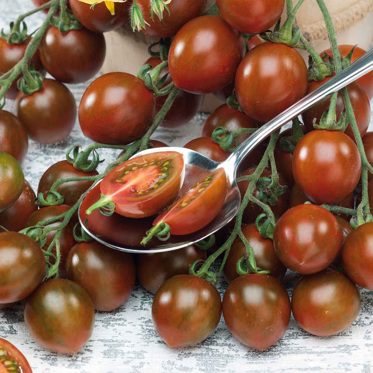 A cluster of chocolate sprinkles tomatoes, showing their small, round, dark red fruit.