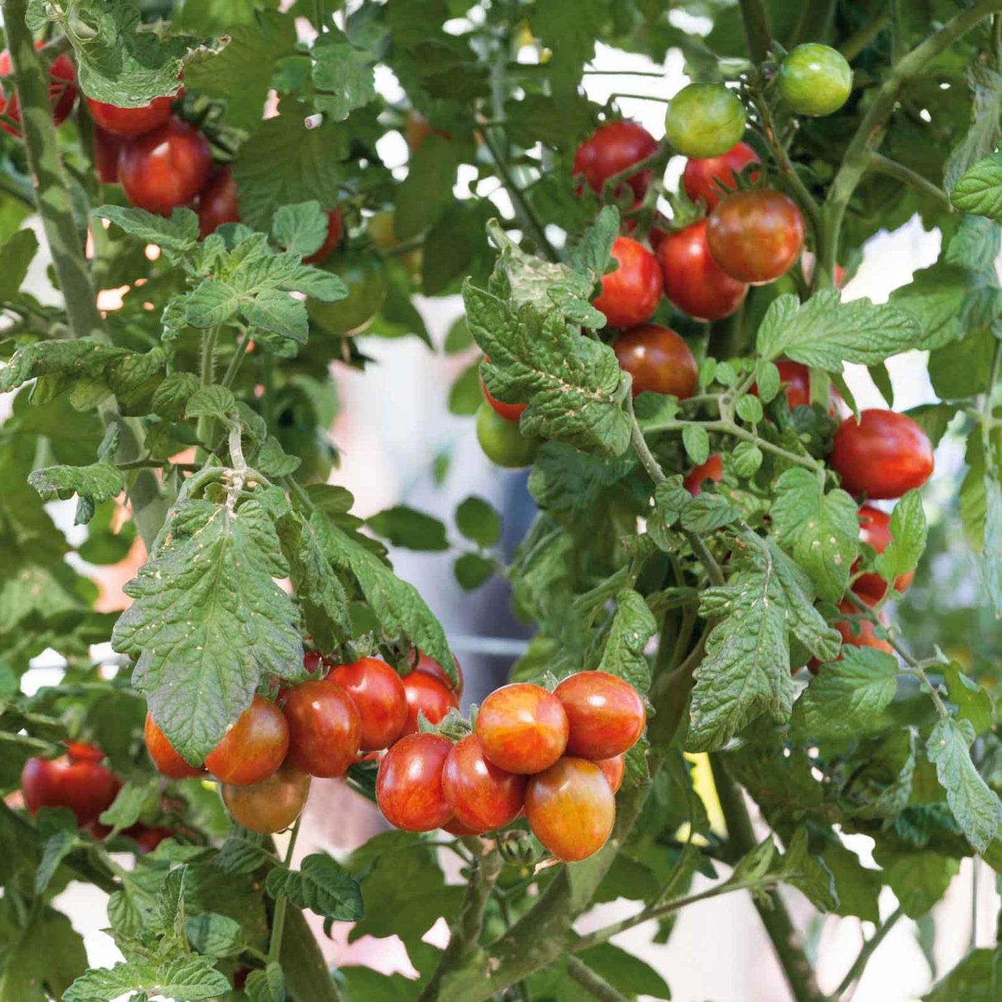 A cluster of Chocolate sprinkles tomatoes, about to ripen.