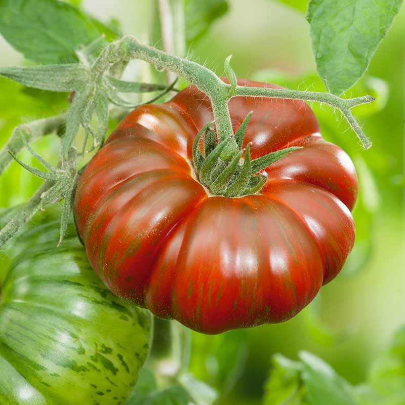 A ripe, red Chocolate Stripes tomato with distinctive orange and yellow stripes. | copyright: Floramedia UK Ltd