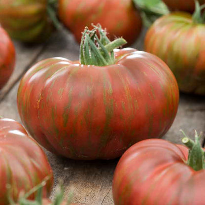 A ripe, red and green Chocoloate Stripes tomato sits on a wooden plank with other tomatoes around it. | copyright: Floramedia UK Ltd