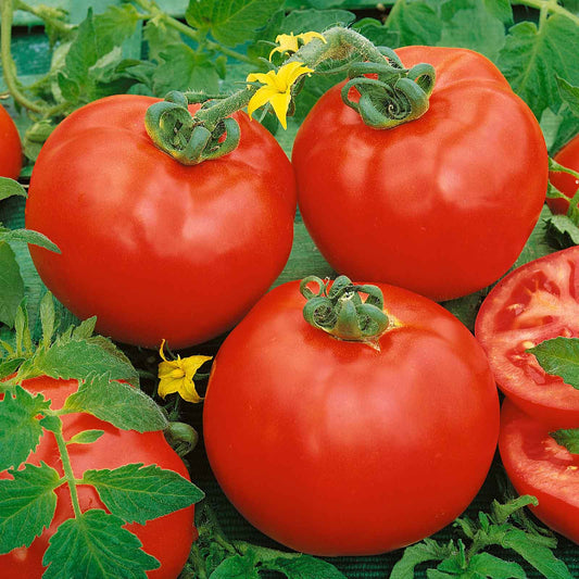 A group of Container Choice Red tomatoes with slices on the side on a green leaf background.