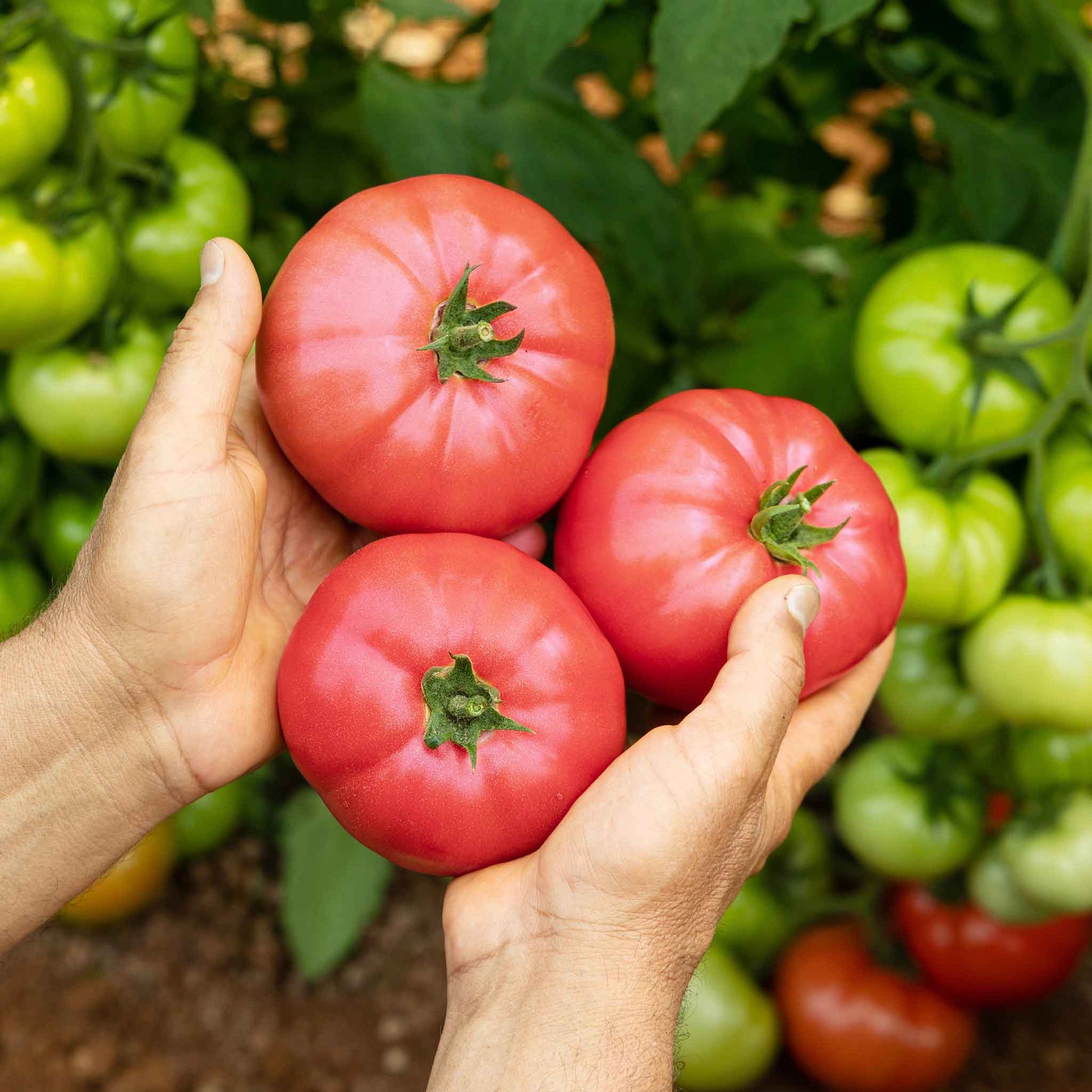 Three ripe, red Delicious tomatoes being held, shown against a blurred green background.