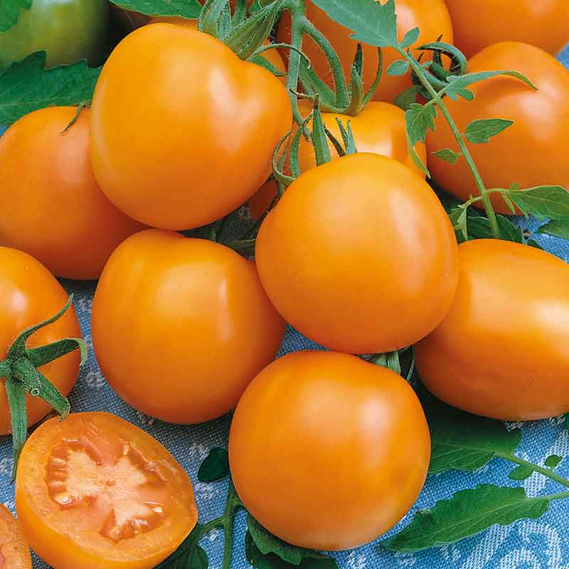 A group of ripe Druzba tomatoes, showing their orange skin and flesh.