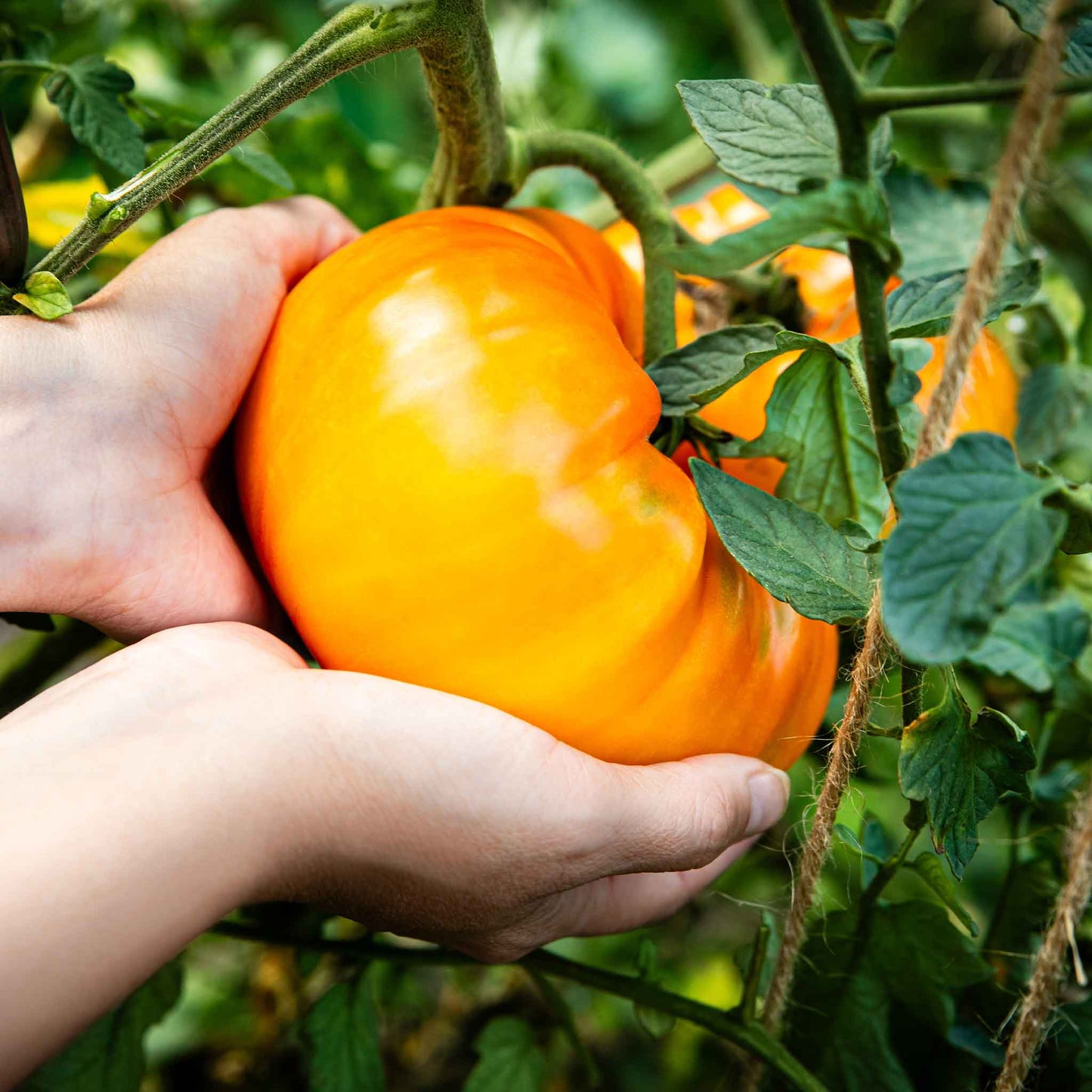 A ripe, red Hillbilly (Potato Leaf) tomato, still on the vine, with green leaves in the background.