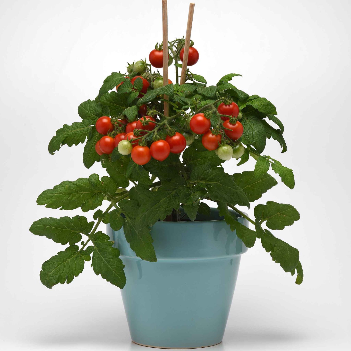 A red Kitchen Minis 'Siam' tomato with green leaves growing in a pot.