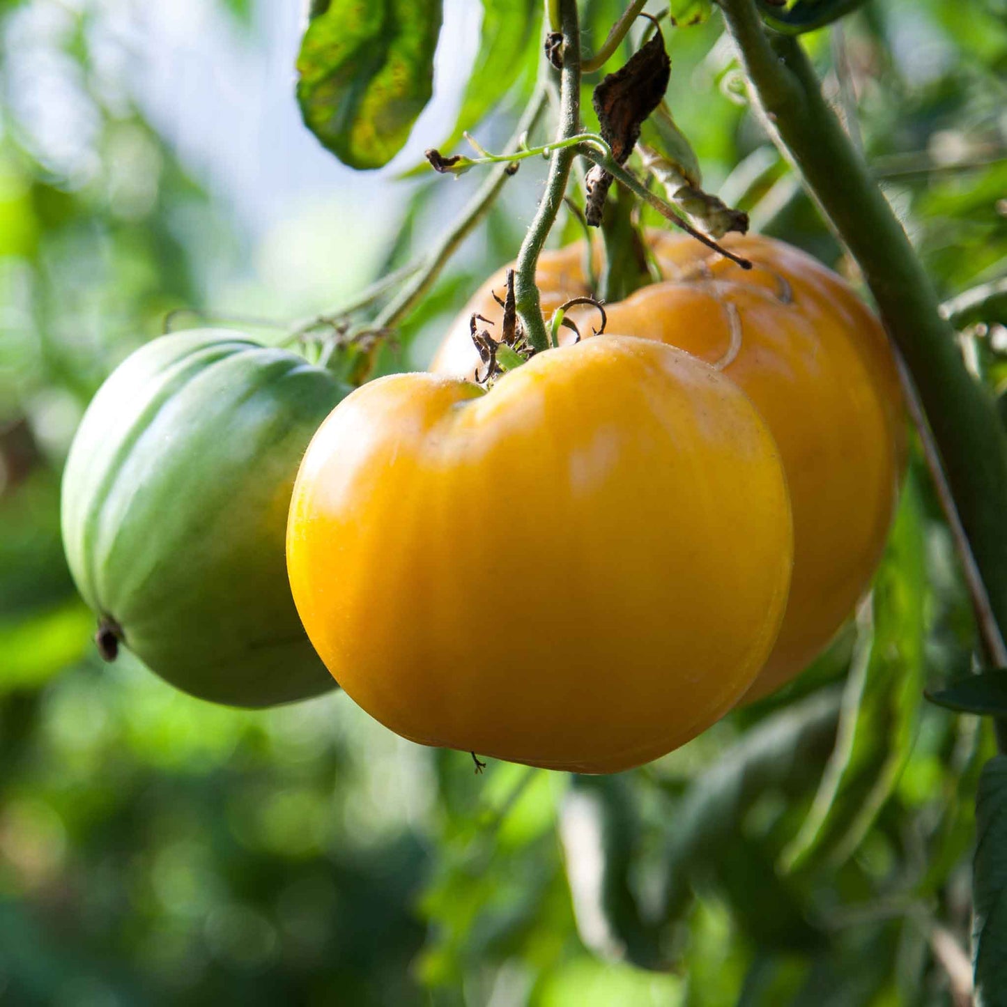 A ripe yellow Lemon Boy tomato hangs from a vine, ready for harvest.