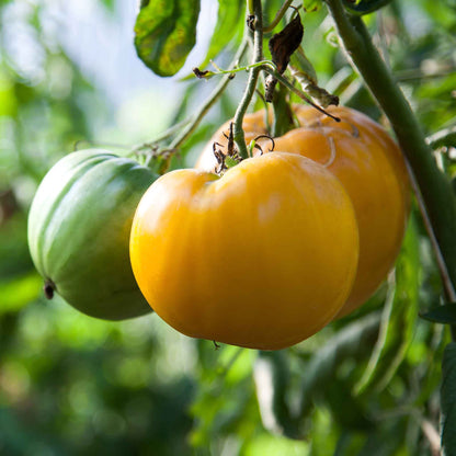 A ripe yellow Lemon Boy tomato hangs from a vine, ready for harvest.