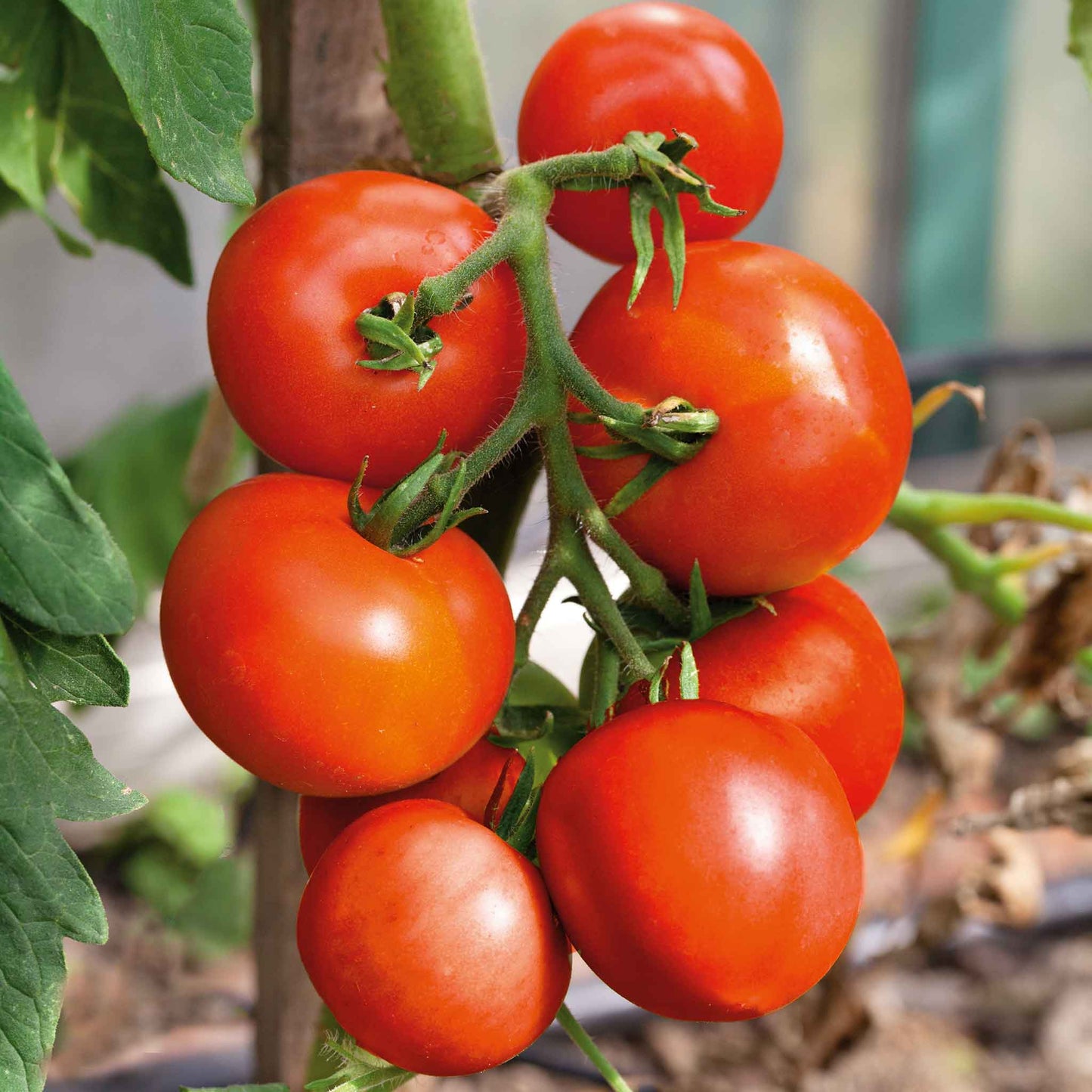 A ripe, red Moneymaker tomato hangs from a vine ready for harvest.