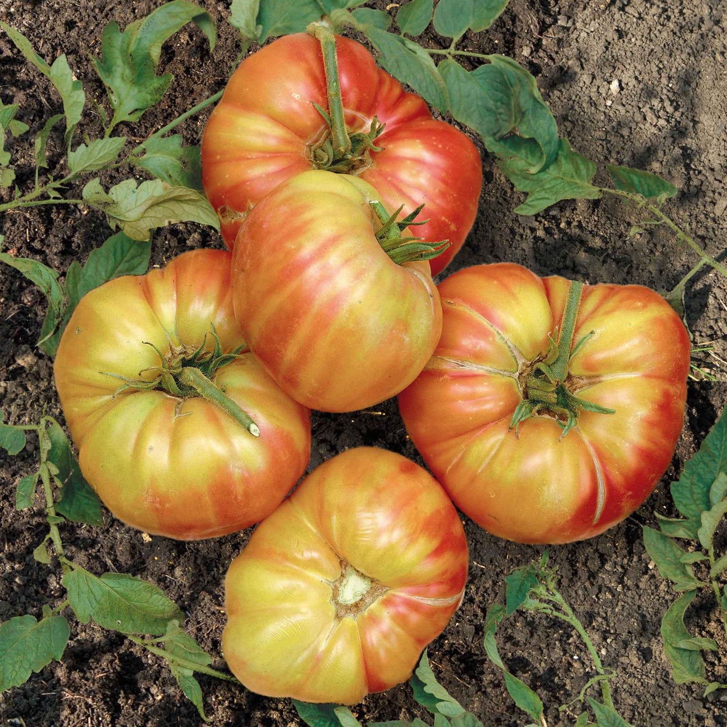 A ripe, red Mr. Stripey tomato with yellow and orange stripes on a green vine.