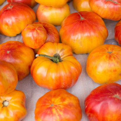A group of Mr. Stripey tomatoes showing its orange and red skin.