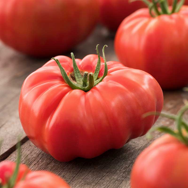 A ripe, red Beefsteak tomato with a green stem and leaves. | copyright: Floramedia UK Ltd