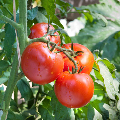 A ripe Floradade red tomato with a green stem and leaves still attached and on the vine.
