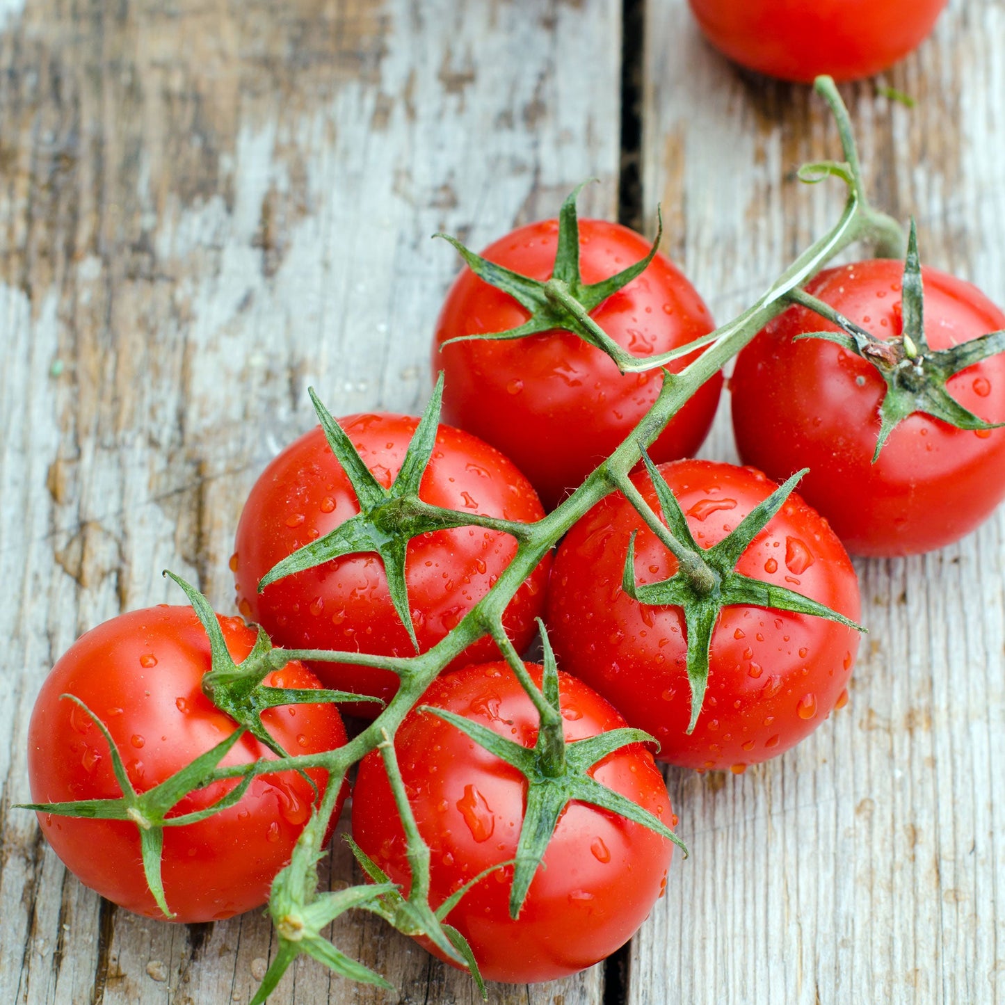 A cluster of glossy, ripe large red cherry tomatoes attached to a vine, ready for harvest.