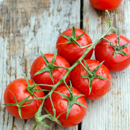 A cluster of glossy, ripe large red cherry tomatoes attached to a vine, ready for harvest.