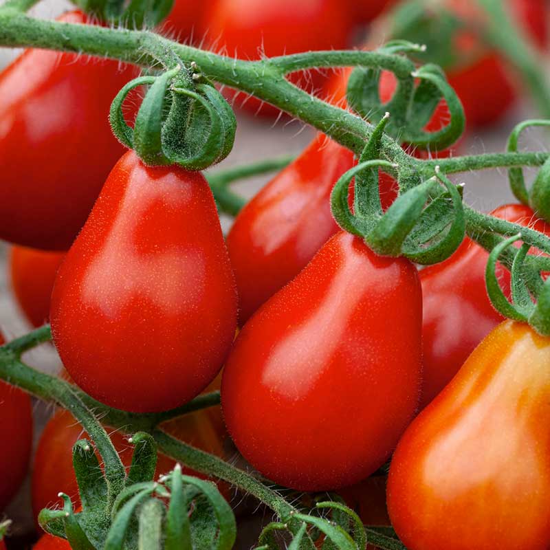 A cluster of red pear tomatoes hang from a vine, surrounded by green leaves. | copyright: Floramedia UK Ltd