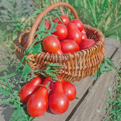 A cluster of Red Pear tomatoes in a basket and a cluster in front.