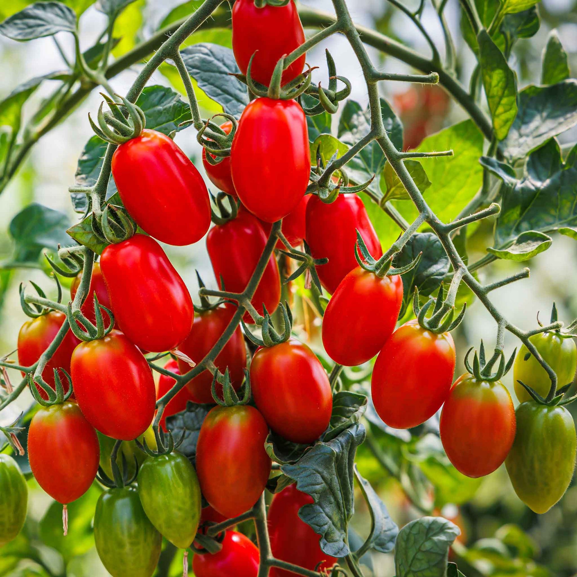 A cluster of red Roma tomatoes hangs from a vine, ready for harvest, with green leaves in the background.