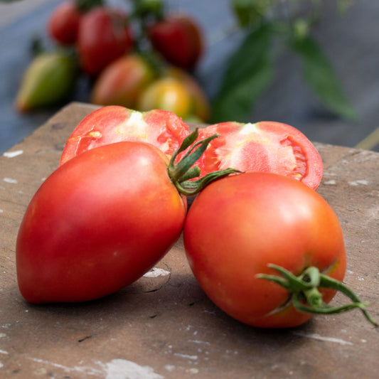 Harvest view of Tomato Rugby F1, showing ripe color, natural shape, and surface texture clearly.
