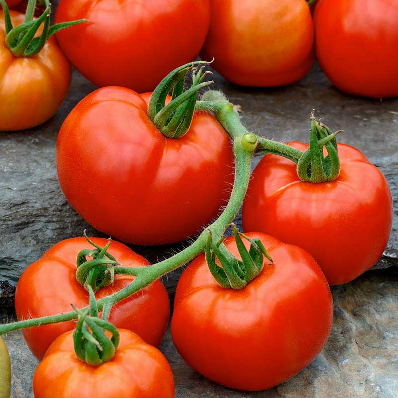 A vibrant red Rutgers VF tomato with a few green leaves on the vine. | copyright: Floramedia UK Ltd