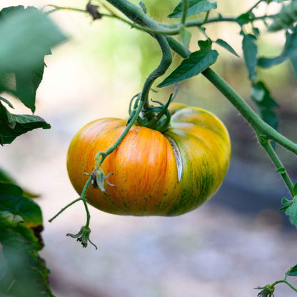 A close-up shot of a single Striped German tomato, showcasing its unique red and yellow stripes.