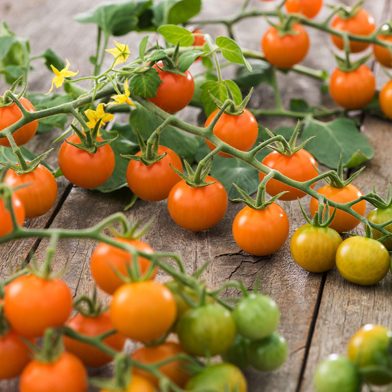 Sungold tomatoes on a vine with green and red leaves on a wooden surface | copyright: Floramedia UK Ltd