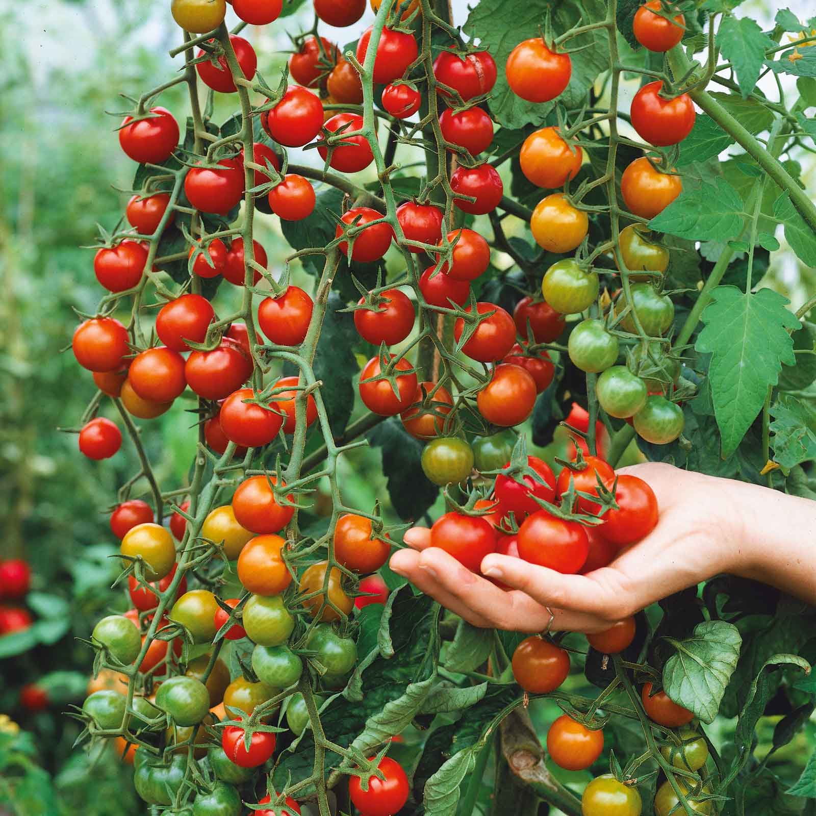 A cluster of small, Supersweet 100 tomatoes hangs from a vine, with a hand holding some.