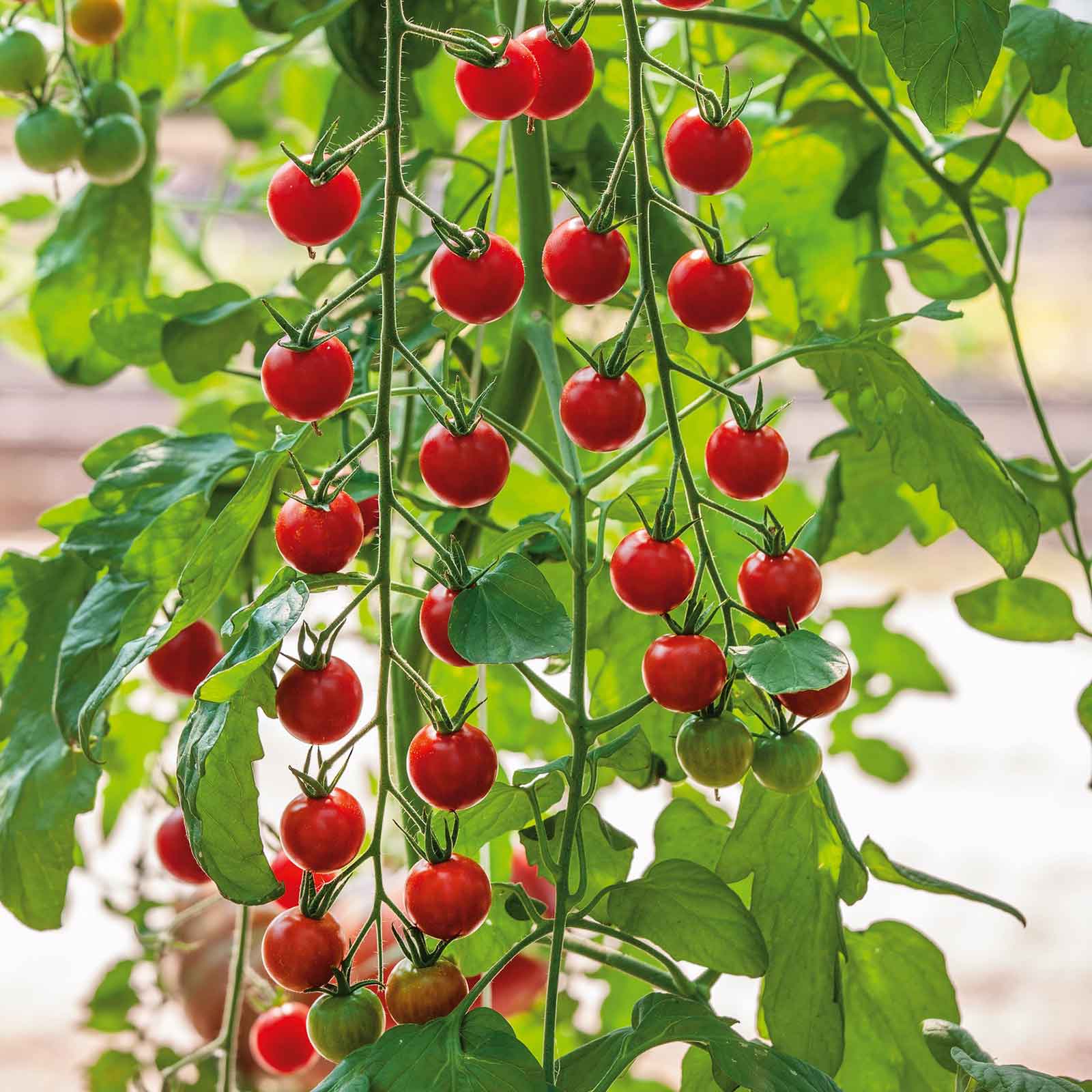 A close-up shot of a cluster of ripe, red Supersweet 100 cherry tomatoes on a vine.