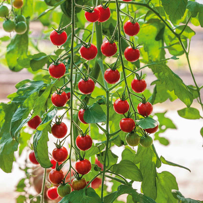 A close-up shot of a cluster of ripe, red Supersweet 100 cherry tomatoes on a vine.