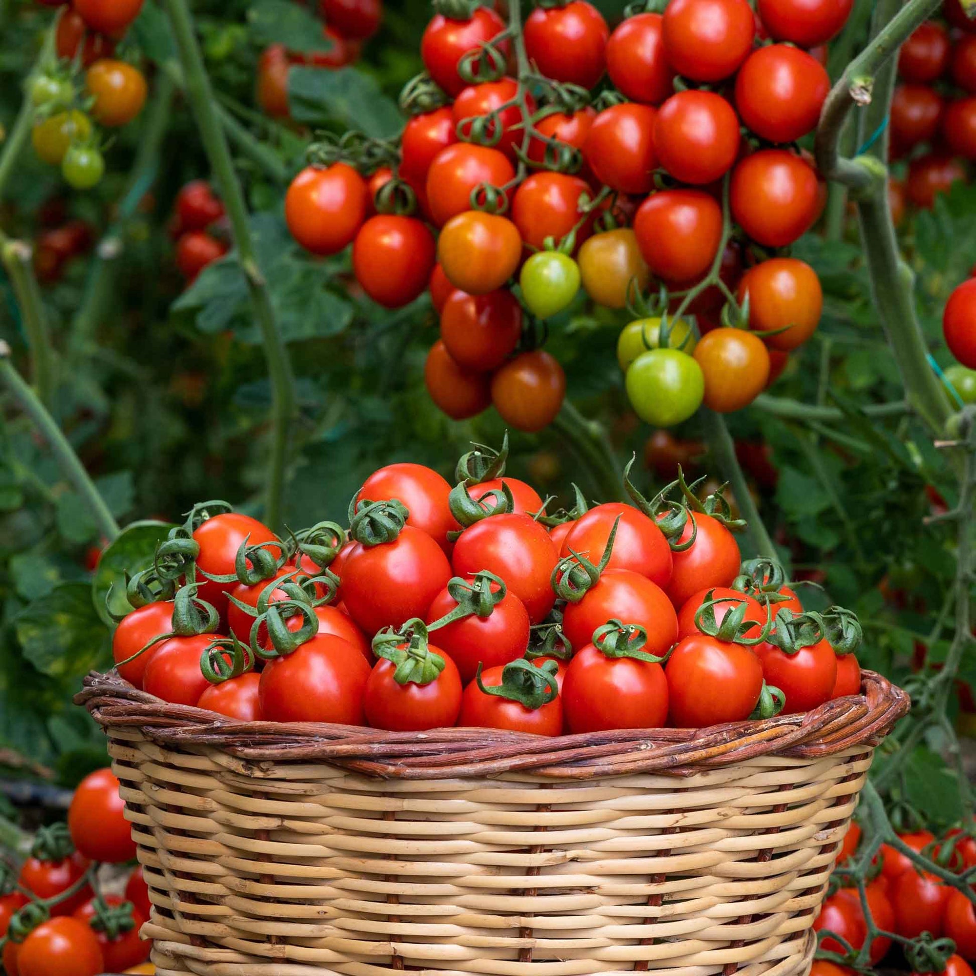 A basket full of small Sweetie tomatoes with a cluster hanging above them.