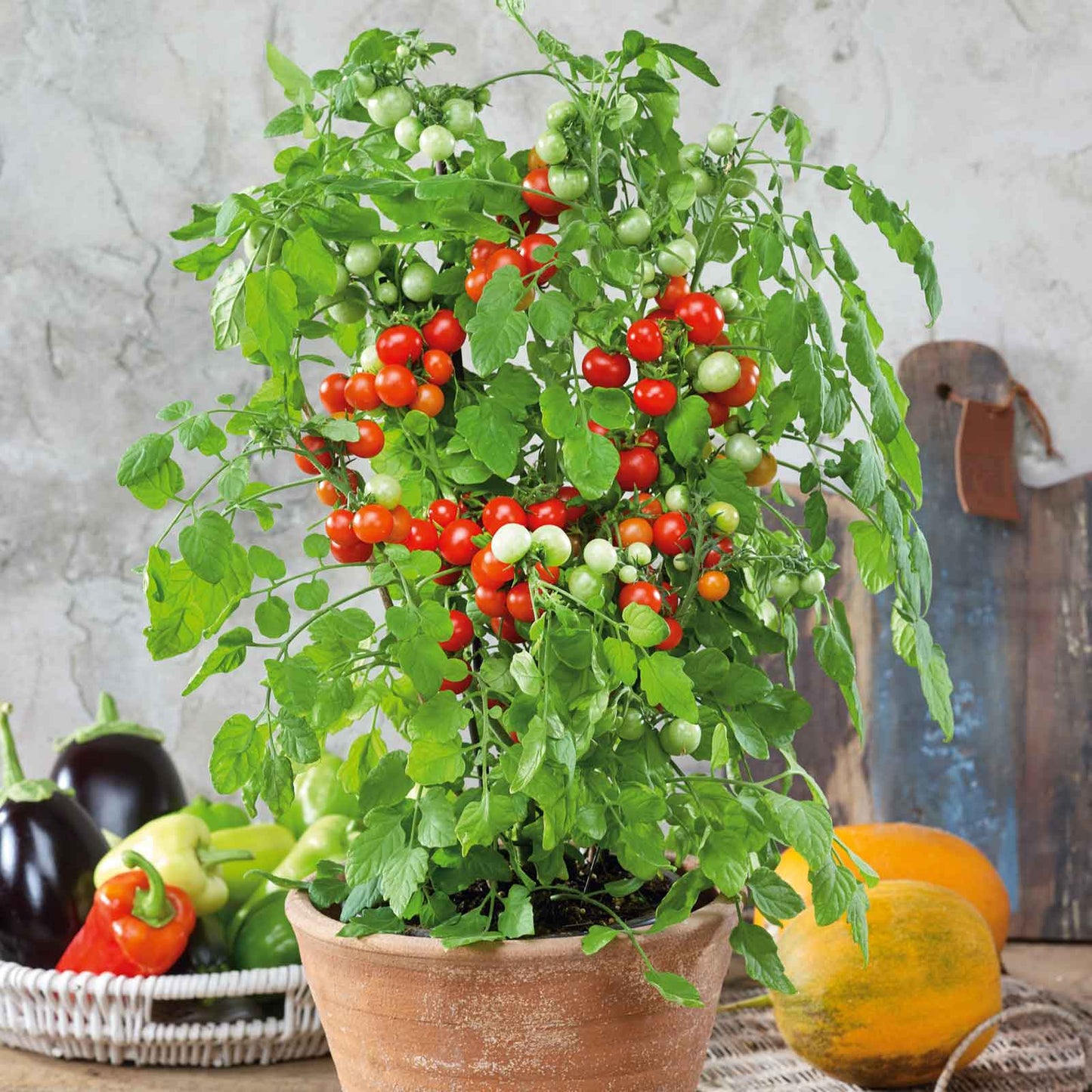 A cluster of Tidy Treats tomatoes growing in a pot.