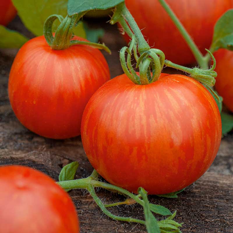 A ripe, red tomato with distinctive orange and yellow stripes, indicating the "Tigerella" variety. | copyright: Floramedia UK Ltd