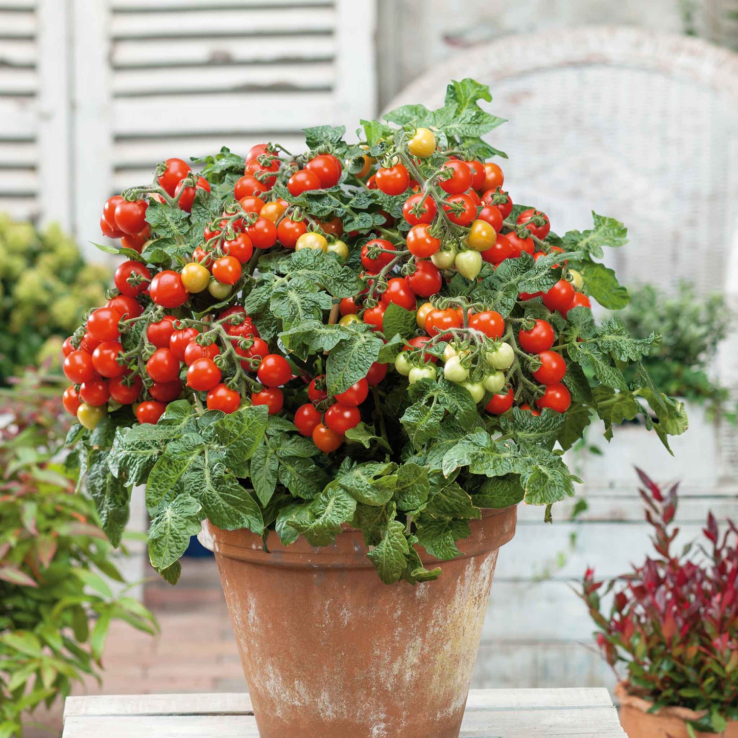 Tiny Tim tomatoes growing in a bush shape in a pot.