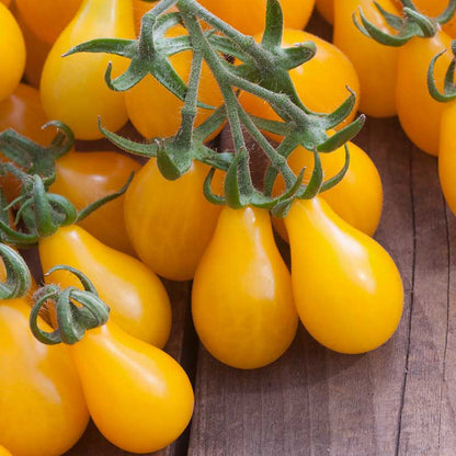 A close-up shot of several yellow pear tomatoes on a wooden background. | copyright: Floramedia UK Ltd