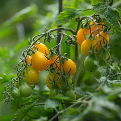 A ripe yellow pear tomato hangs from a vine, partially obscured by green leaves.