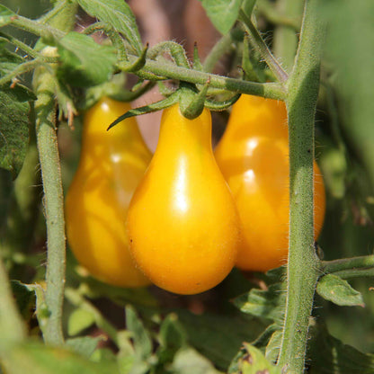 A cluster of small, vibrant yellow pear-shaped tomatoes hangs from a green vine.
