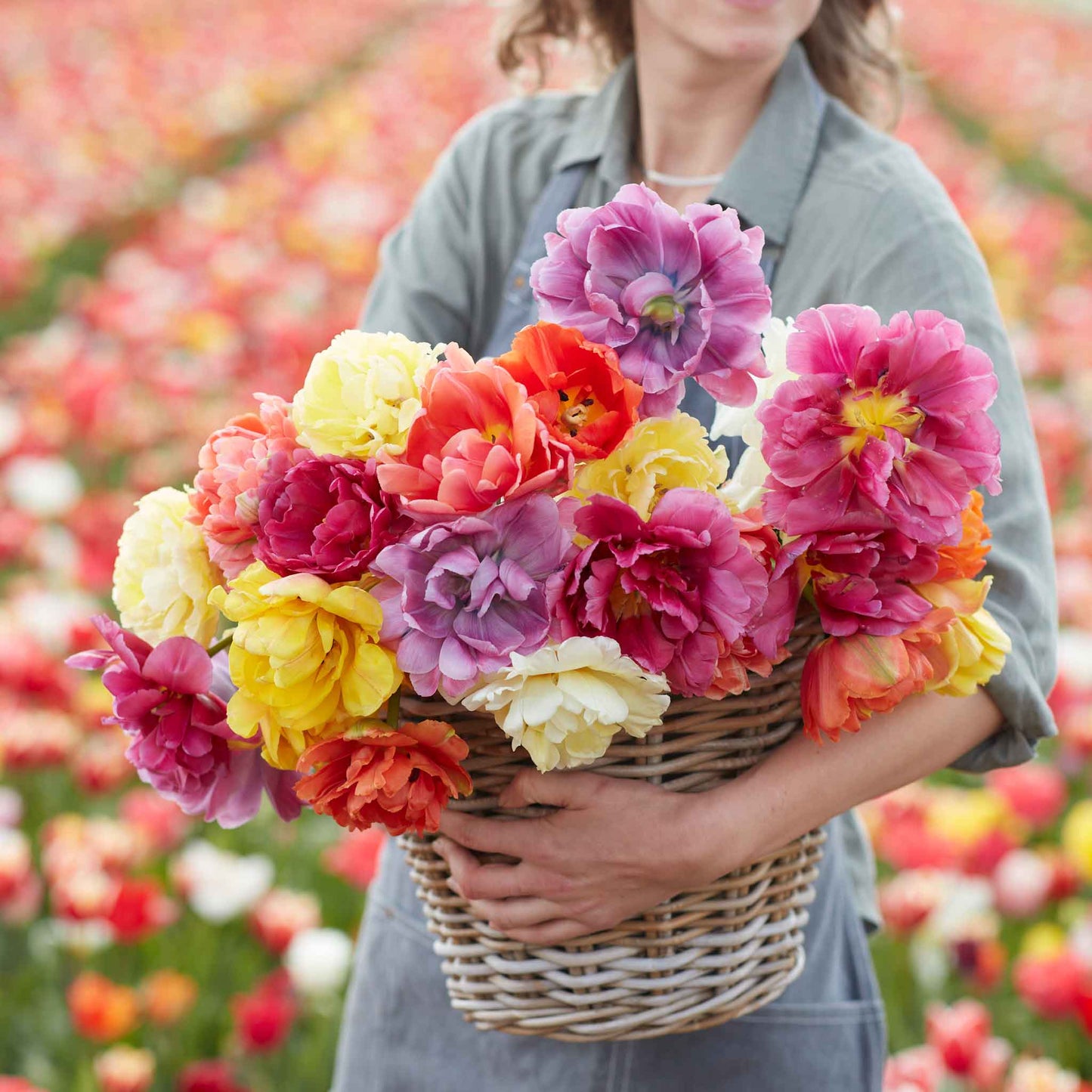 45 Days Peony-Flowered tulips in vibrant yellow in full bloom on a green background