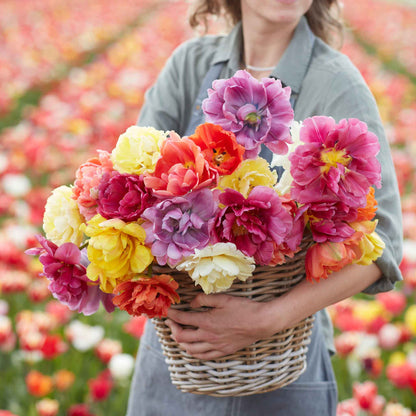 45 Days Peony-Flowered tulips in vibrant yellow in full bloom on a green background