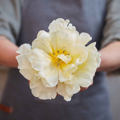 45 Days Peony-Flowered tulips in pink and white blooming in a bright garden